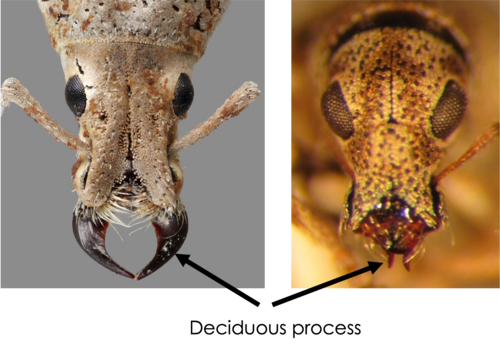 Compsus auricephalus (Eustylini) と Apodrosus quisqueyanus (Polydrusini) の頭部背面図。脱落突起が見える。Compsus auricephalus の脱落突起は大きく鎌状であるが、Apodrosus quisqueyanus の脱落突起は非常に小さい。