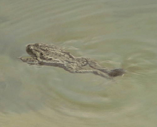 泳ぐヒキガエル