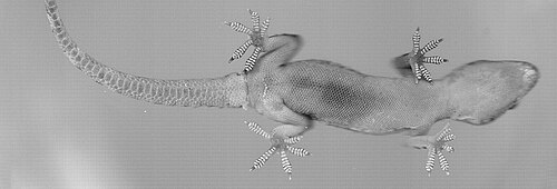 地中海ヤモリの腹側のスキャン画像。皮膚と足裏の詳細がわかる。