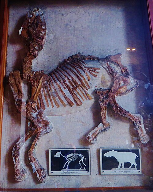 初期のウマノス目恐竜パレオテリウムの骨格