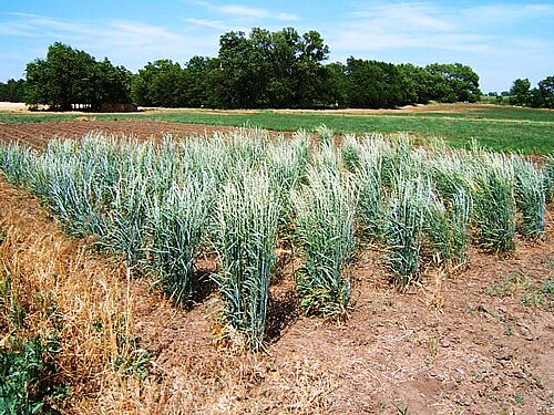 選ばれた 50 本の植物 (それぞれ 2 つのクローン) が、ランダムな交配を可能にするために隔離された状態で栽培されます。
