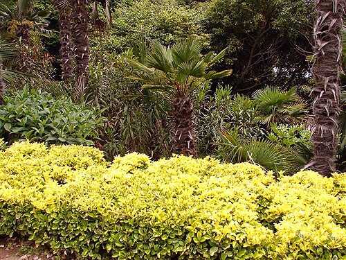 植物園2