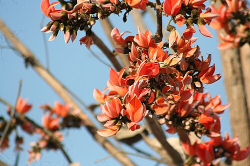 秋になると、ジャールカンド州の空を鮮やかな赤色のパラシュの花が彩り、森林火災とも呼ばれる。