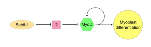 Stdb1/MyoD経路の可能性。