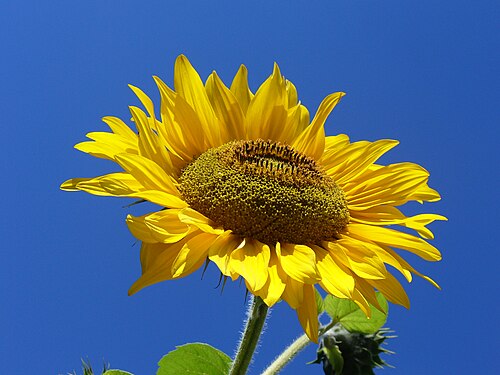 黄色い花弁と多数の雄しべを持つ円形のヒマワリの花序