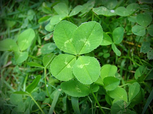 四つ葉シロツメクサ（Trifolium repens）