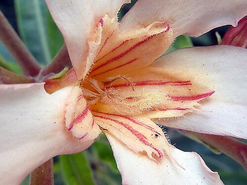 キャンディーストライプの冠と羽毛のような桃色の花の細部