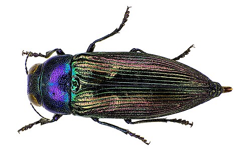 Eurythyrea austriaca (Buprestinae)