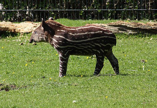 ドルトムント動物園の若い南米バク