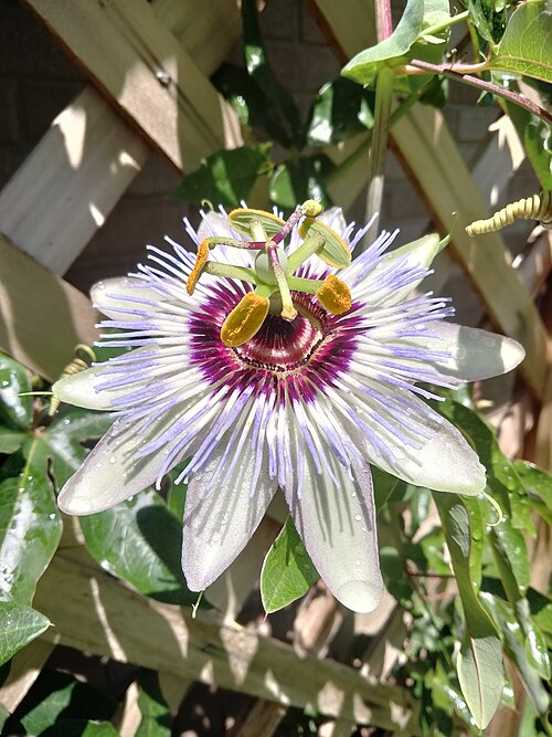 Passiflora caerulea 'Clear Sky'、P. caerulea の 4 倍体セレクション