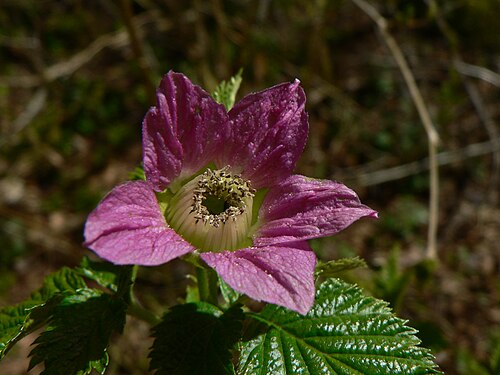 サーモンベリー (Rubus spectabilis)