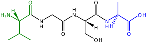 ポリペプチドの両端は、N末端（アミノ末端）とC末端（カルボキシル末端）と呼ばれます。このポリペプチドは、4つのアミノ酸が連結したものです。左側がN末端で、アミノ基（H2N）は緑色で示されています。右側がC末端で、カルボキシル基（CO2H）は青色で示されています。