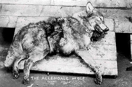 下部に「アレンデール・ウルフ」と書かれた、死んだオオカミの白黒写真