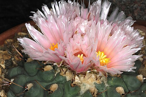 ピンク色の花の栽培品種