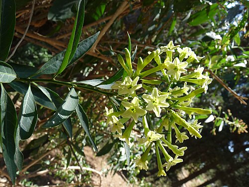 柳のような葉と緑がかった花のクローズアップ