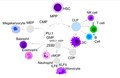 この図は、造血幹細胞（HSC）から単球への分化過程を、イタリック体で示された様々な転写因子の活性化を通して表しています。リンパ系細胞の分化は右側に、骨髄系細胞の分化は左側と下側でそれぞれ分岐しています。細胞質にほとんど物質を含まない細胞は、それぞれ前駆細胞の一種を表しています。各細胞の名前は、それぞれの細胞の上に示されています。