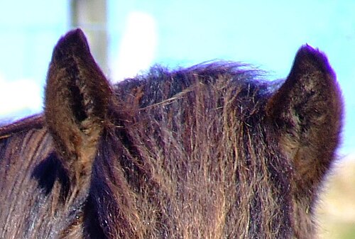 馬の前髪、たてがみ、耳の縁には、濃い紫色の毛束が見られる。