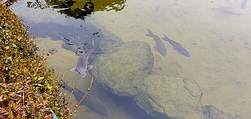 池の中の魚