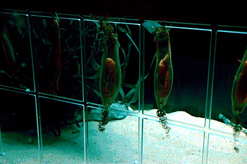 水槽に吊るされたナースハウンドの卵カプセルの写真。一部は切り開かれ、中のサメの胎児が見えるようになっている。