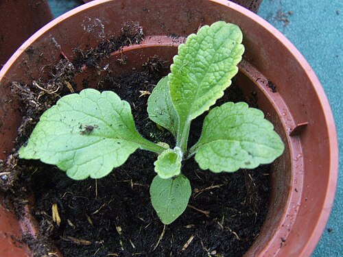 数週間経った若い植物