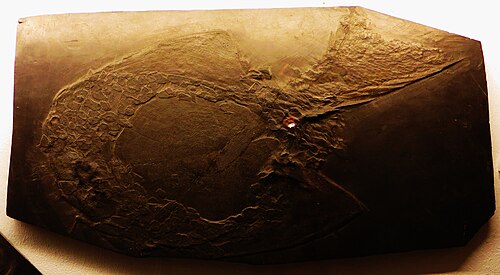 D. gemuendensis、テュービンゲン古生物学博物館