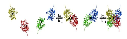 2 つのタンパク質サブユニットが結合して二量体を形成します。次に 2 つの二量体が結合して最終的な四量体を形成します。
