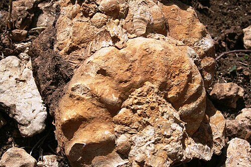 クンドゥド化石地帯の直径40cmのアンモナイト