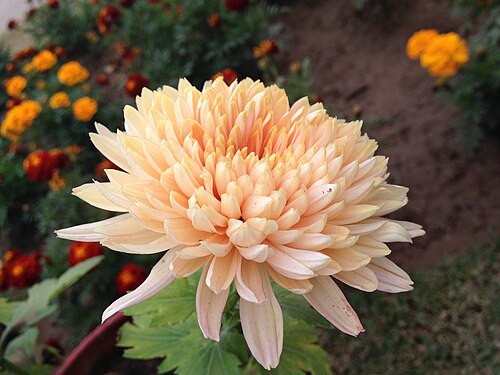 桃色の菊