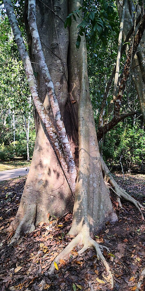 Ficus maclellandii – 樹皮のある茎。 2020 年 1 月。場所: CAS XSB 植物園、中国南西部、雲南省西双版納、メングラ、21.927822、101.253311。