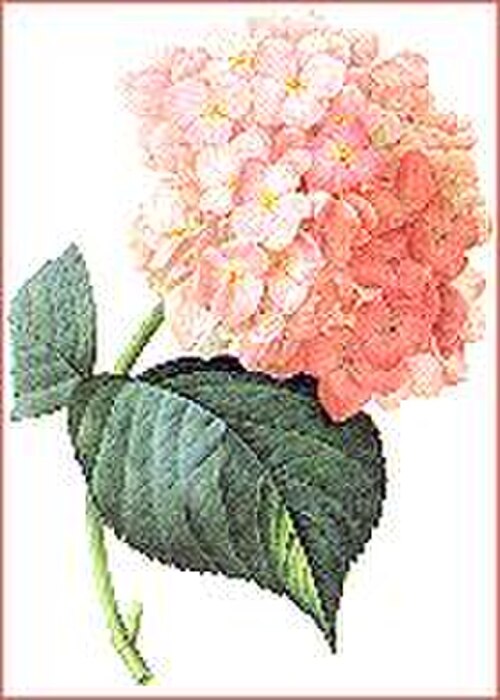 植物画家ルドゥーテが描いたアジサイ。