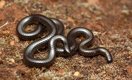 レプトティフロプス・シルビコルス.jpg