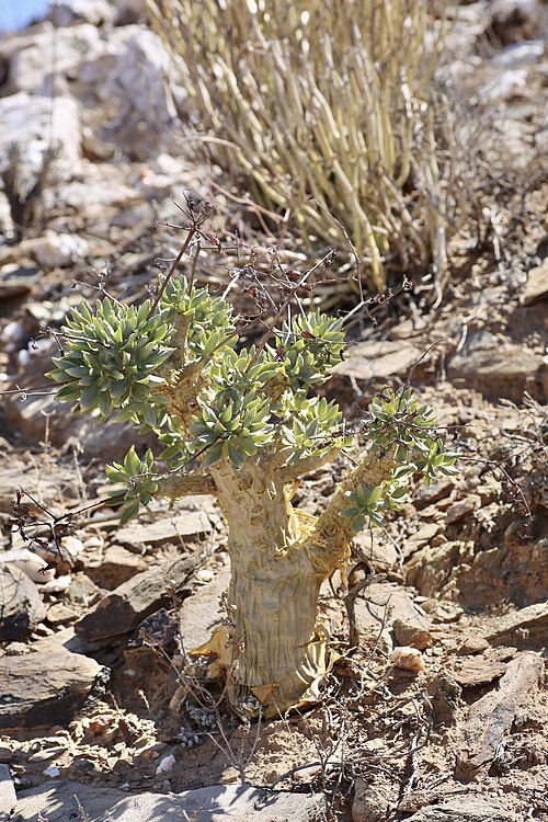 リヒテルスフェルトの早春に見られる若い植物。