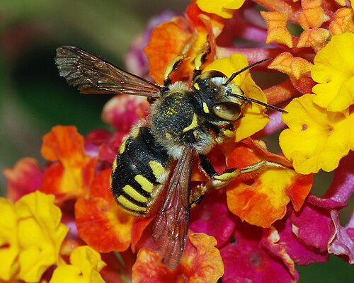 ランタナを訪れる孤独なミツバチ、Anthidium florentinum (Megachilidae 科)