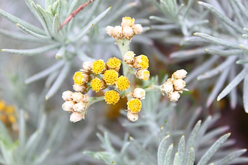 ジャワのエーデルワイスの花のクローズアップ