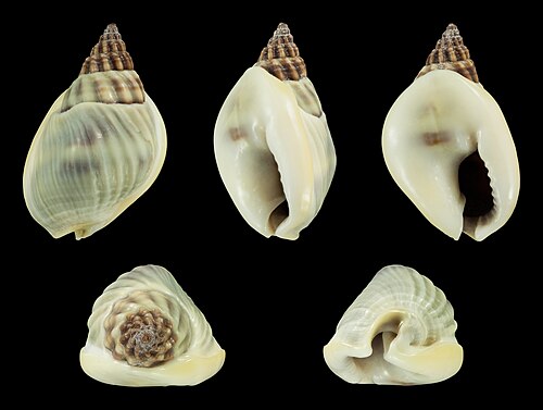 Nassarius (Plicarcularia) bellulus