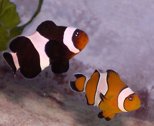 A. percula (クマノミ) の「通常の」オレンジ色と黒っぽいメラニズムの変種