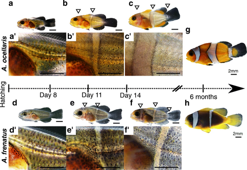 クマノミの幼魚の発育図