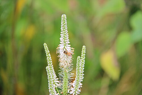 カルバーズルート(Veronicastrum virginicum)の花に止まった蜂。