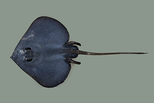 白い背景に写っている Insentiraja Subtilispin (ウエスタンルーススキンスケート) の個体の写真