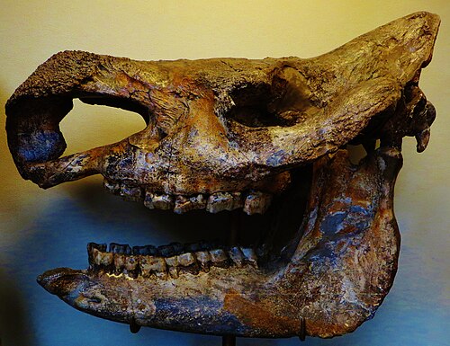 Stephanorhinus etruscus の頭蓋骨