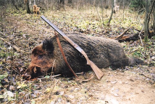 ロシアのヴォルゴグラード州でイノシシが射殺される