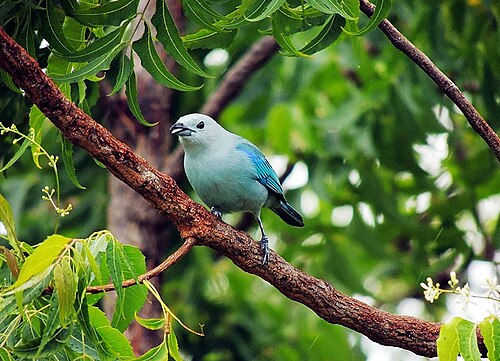 バルセロナのアズレージョの鳥