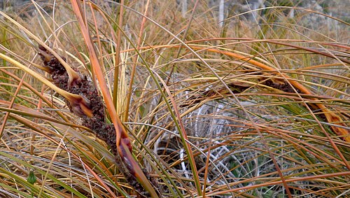 砂の中に生える草のようなオレンジ色の植物のクローズアップ