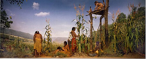 ニューヨーク州立博物館の展示物「モホーク・イロコイ族の村」に展示されている「スリーシスターズ」(トウモロコシ、豆、カボチャ)のジオラマ。