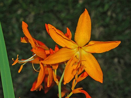 クロコスミア・アウレアの花