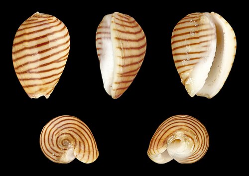 Persicula cingulata、Cystiscidae