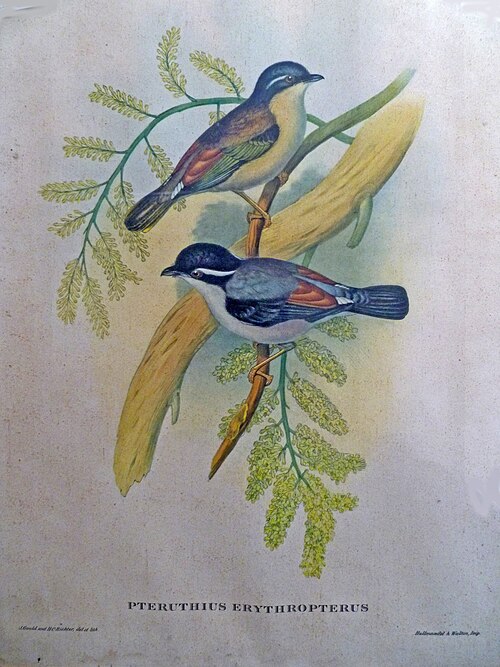 ヒマラヤモズチメドリ、Pteruthius ripleyi、J. Gould & HC Richter