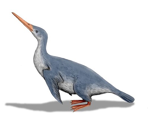 ワイマヌ・マナーリンギの化石ペンギンの復元画