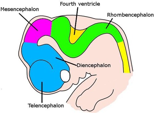 人間の胎児の前端を描いた非常にシンプルな図。発達中の脳の各小胞を異なる色で示しています。