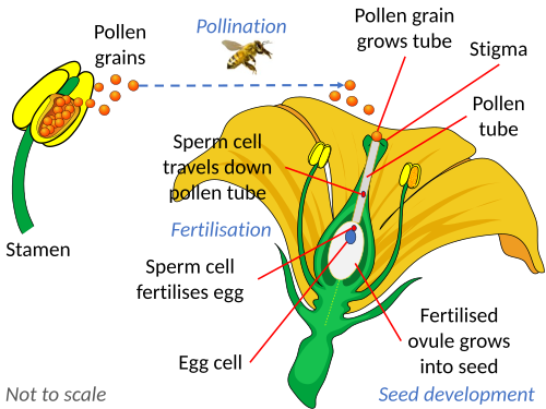 受精の過程を示す図。胚珠が花粉粒内の精細胞と融合する様子が示されている。